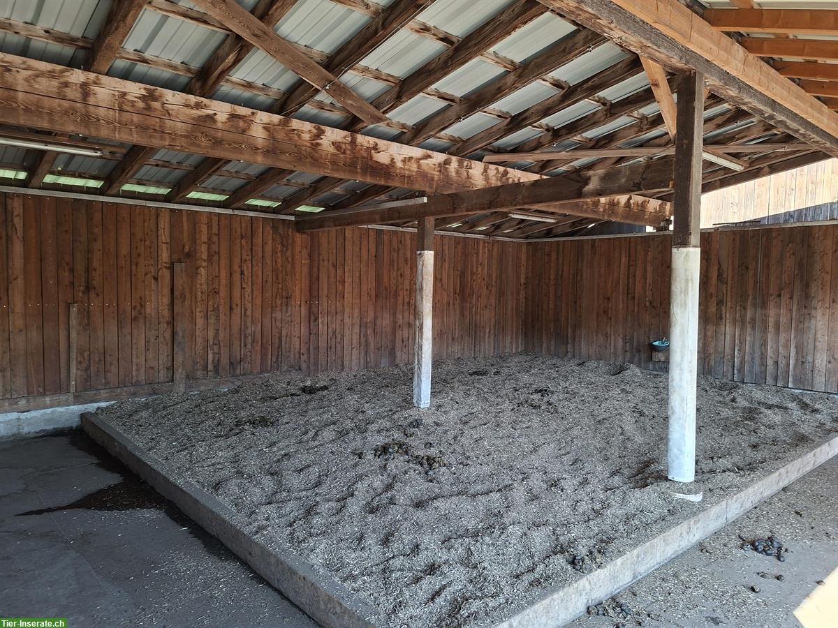 Bild 2: Offenstallplatz frei für Wallache in Frastanz, Österreich