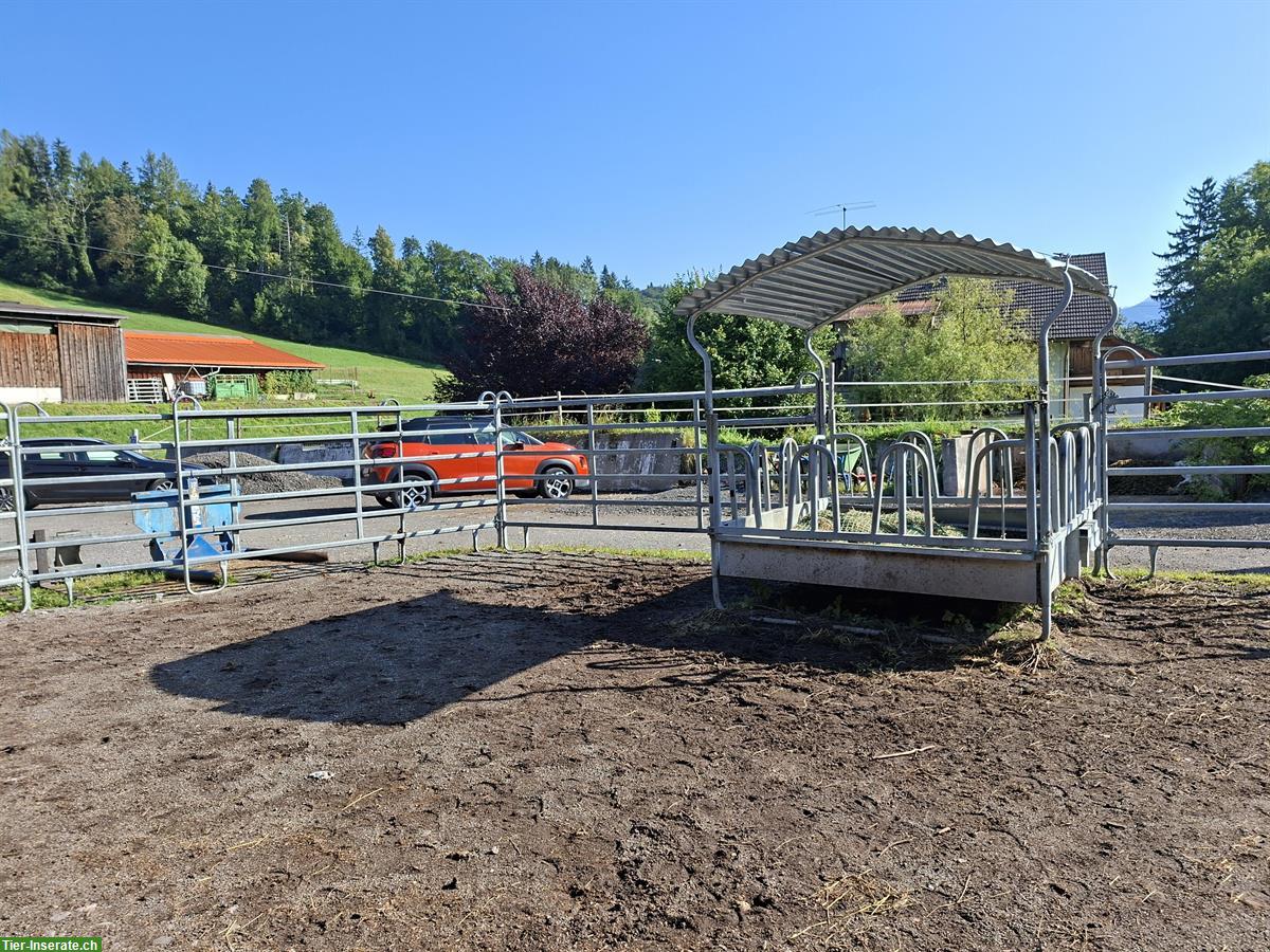 Bild 3: Offenstallplatz frei für Wallache in Frastanz, Österreich