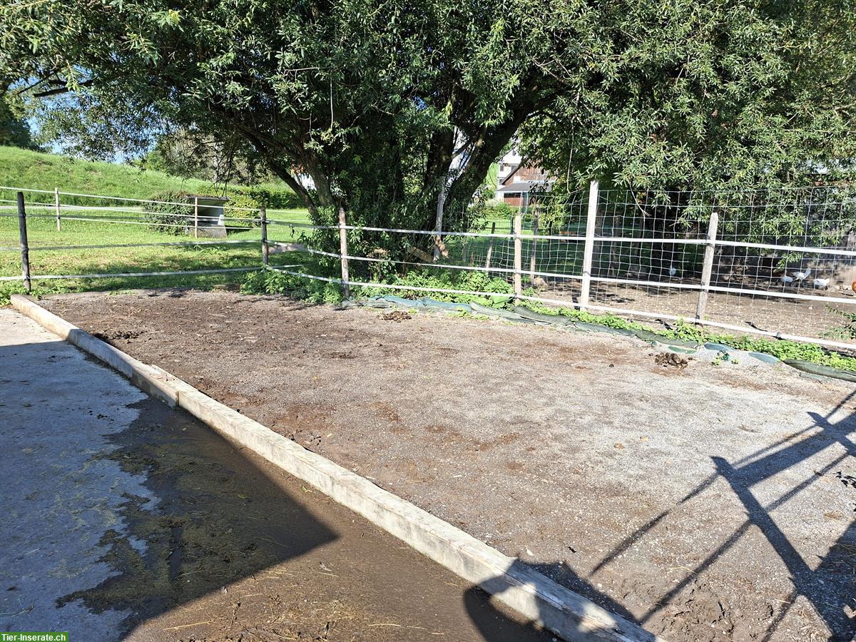 Bild 6: Offenstallplatz frei für Wallache in Frastanz, Österreich