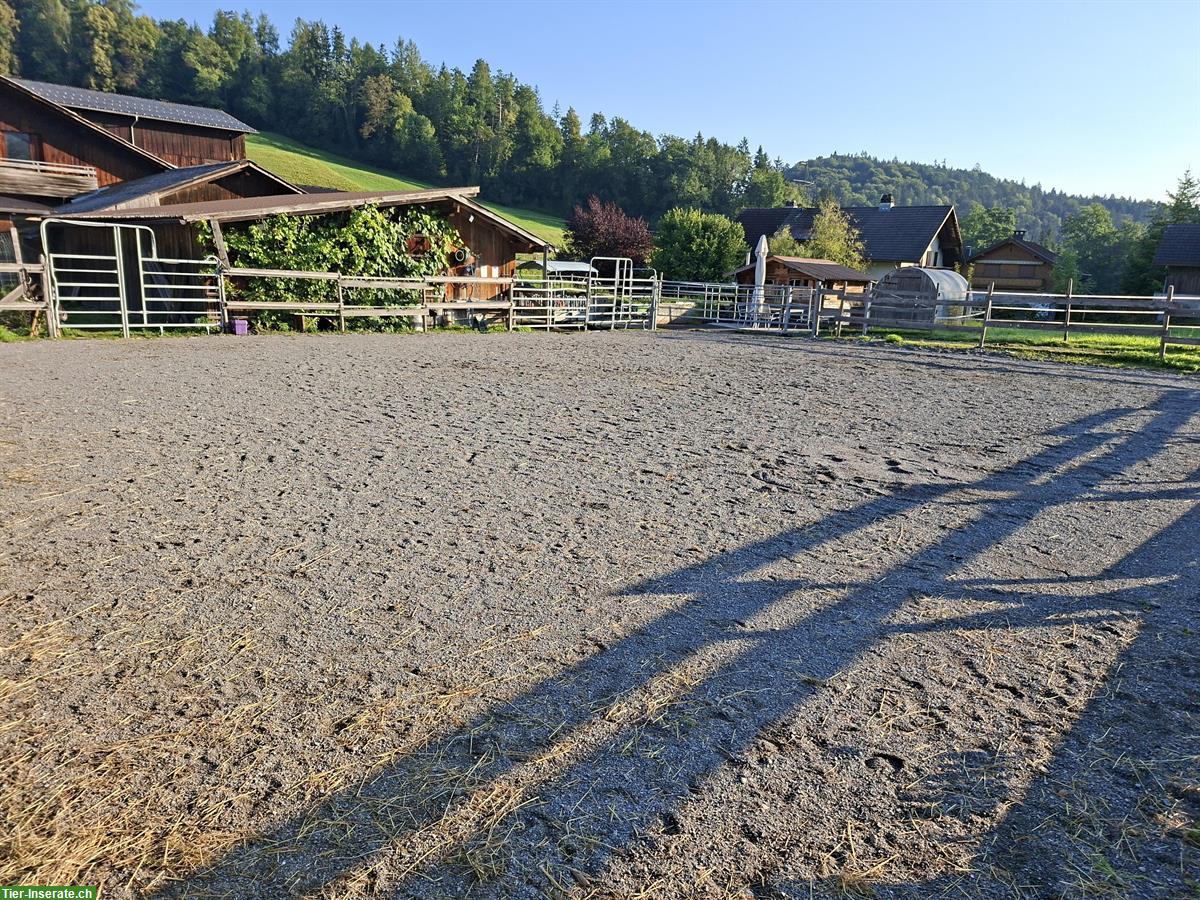 Bild 7: Offenstallplatz frei für Wallache in Frastanz, Österreich