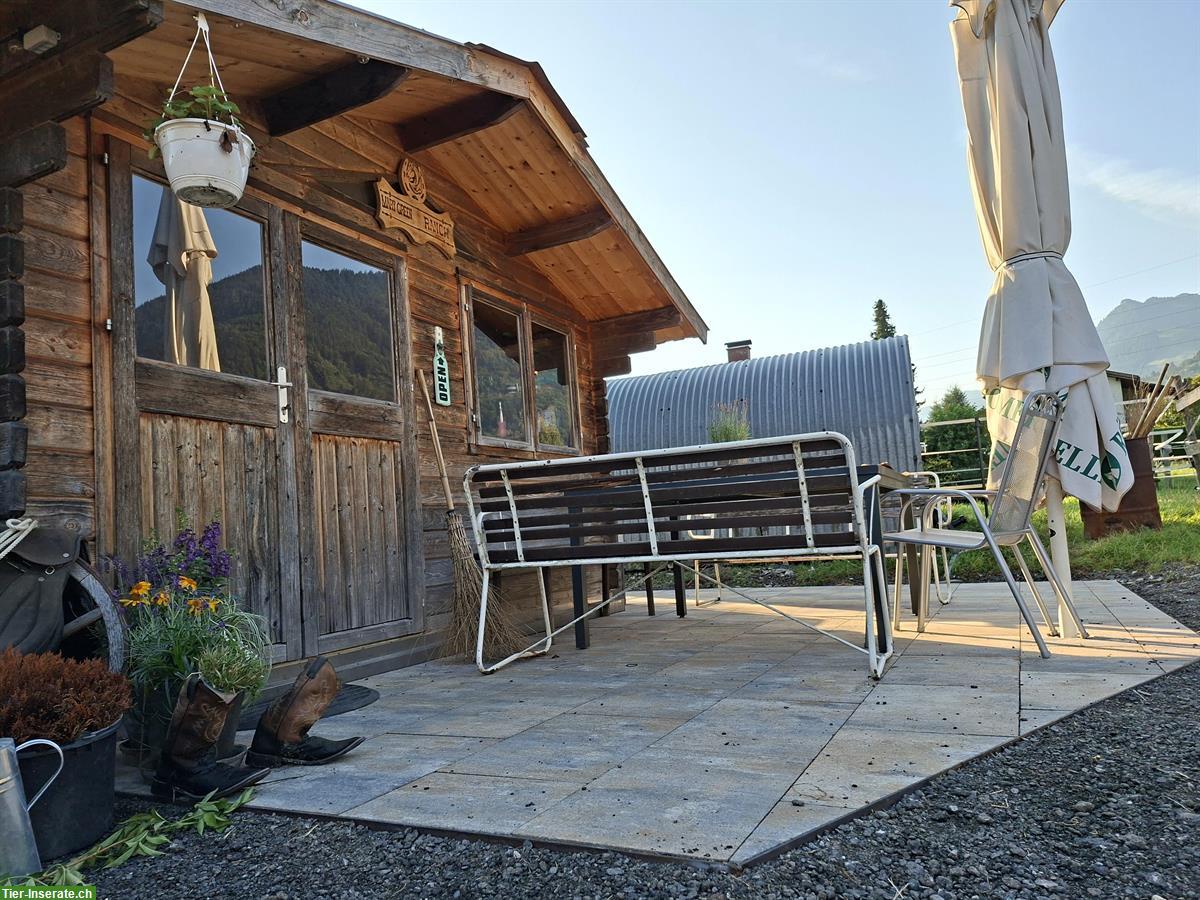 Bild 8: Offenstallplatz frei für Wallache in Frastanz, Österreich