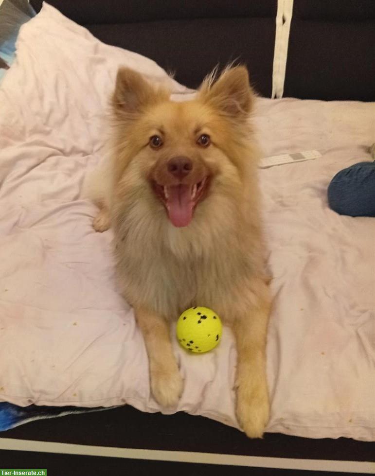 Mittelspitz Rüde zu verkaufen