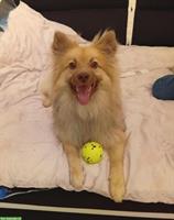 Mittelspitz Rüde zu verkaufen