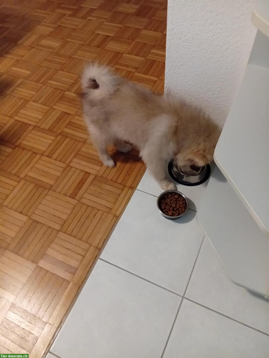 Bild 4: Mittelspitz Rüde zu verkaufen