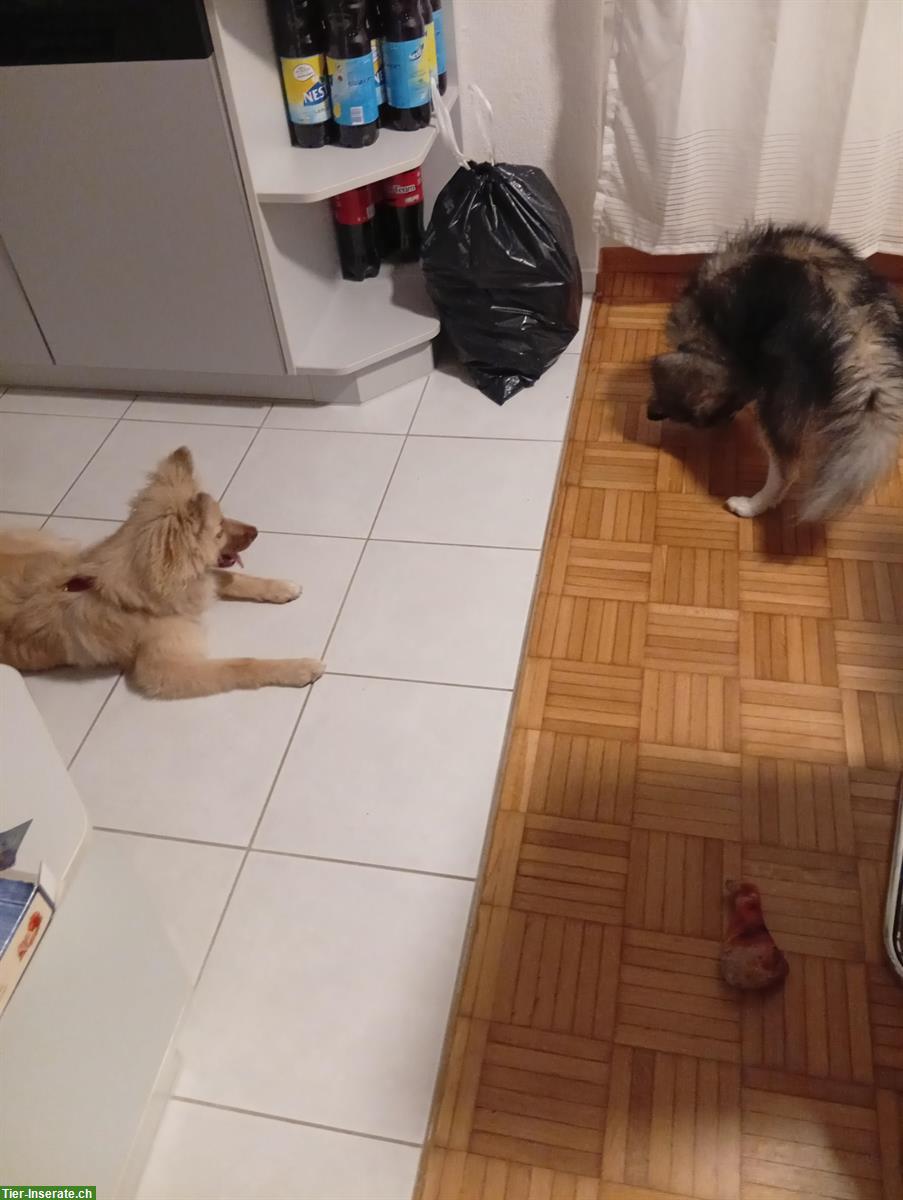 Bild 5: Mittelspitz Rüde zu verkaufen