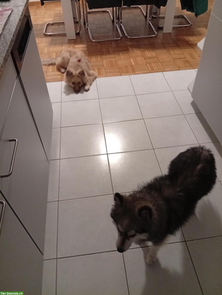 Bild 6: Mittelspitz Rüde zu verkaufen