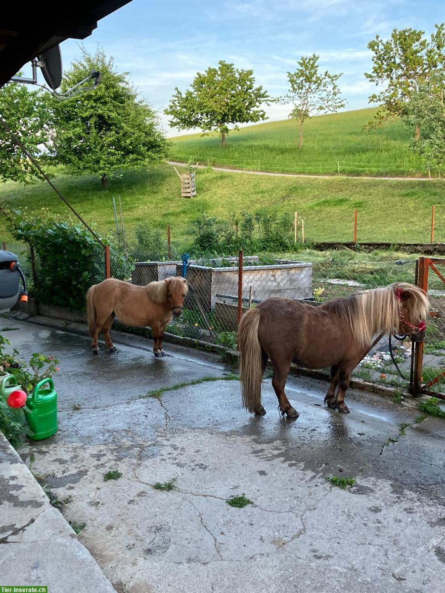 Mini-Shetty Stuten suchen gemeinsamen Lebensplatz
