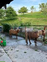 Mini-Shetty Stuten suchen gemeinsamen Lebensplatz