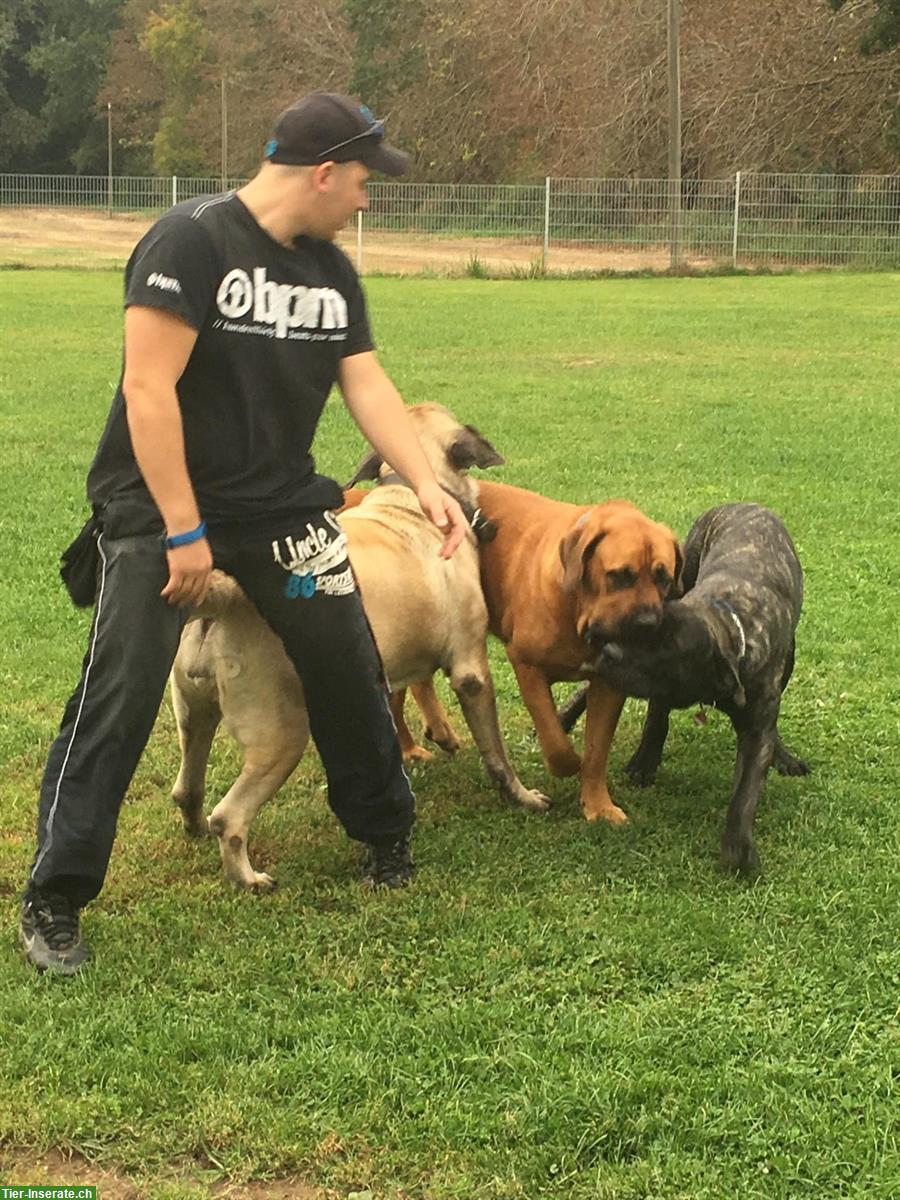 Haus mit Grundstück für Hunde gesucht