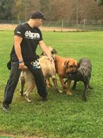 Haus mit Grundstück für Hunde gesucht