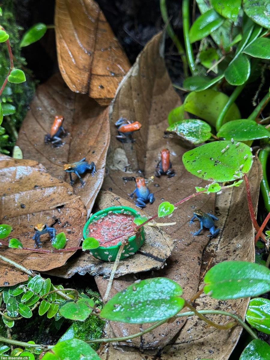 0.0.x Oophaga pumilio escudo «Koi» for sale