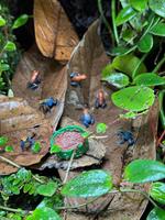 0.0.x Oophaga pumilio escudo «Koi» for sale