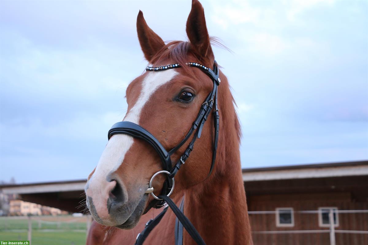 Reitbeteiligung in 8309 Birchwil für CH-Warmblut