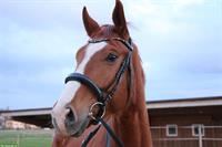 Reitbeteiligung in 8309 Birchwil für CH-Warmblut