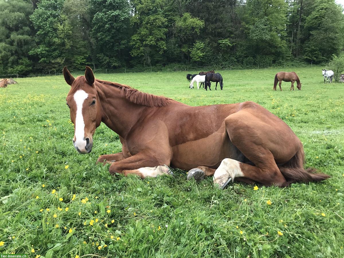 Bild 2: Reitbeteiligung in 8309 Birchwil für CH-Warmblut