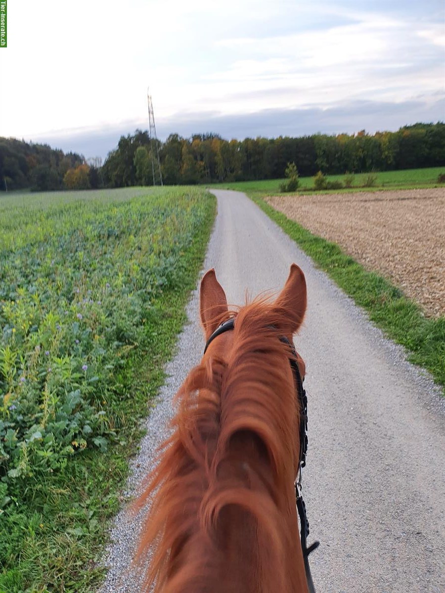 Bild 3: Reitbeteiligung in 8309 Birchwil für CH-Warmblut