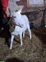 2 junge Saanenziegen zu verkaufen