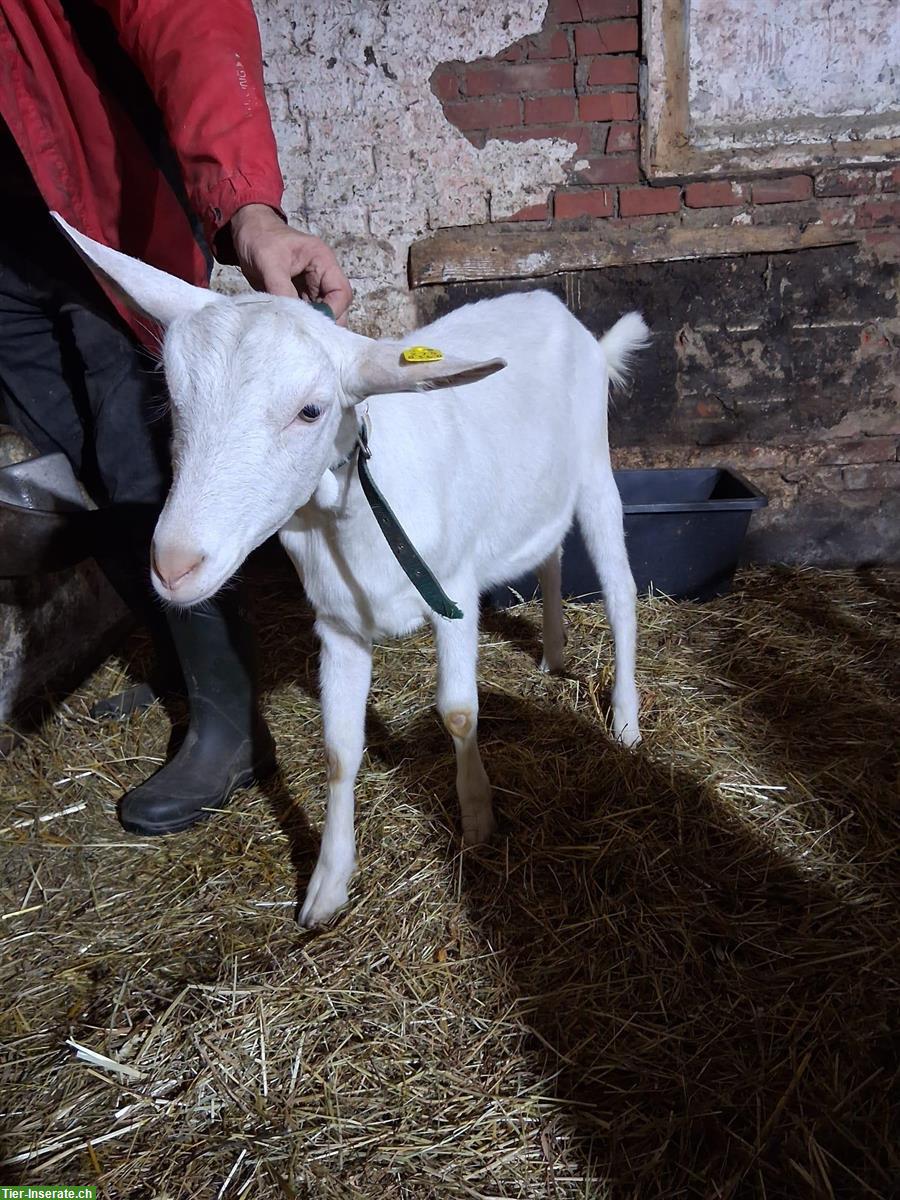 Bild 2: 2 junge Saanenziegen zu verkaufen