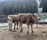 2 Simmentaler Rinder (hornlos) zu verkaufen