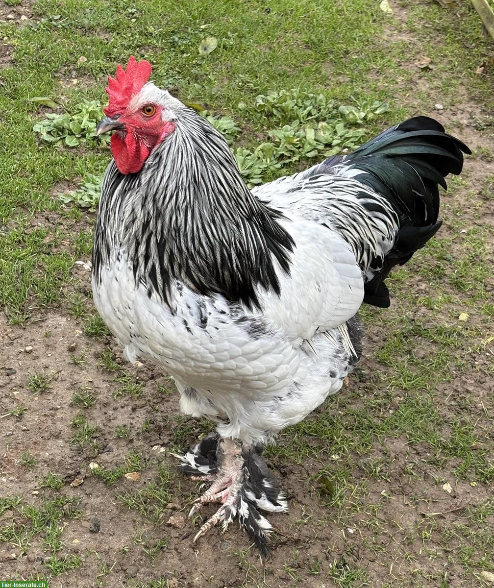 Junger Brahma x Vorwerk Hahn abzugeben