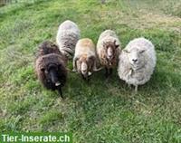 Ouessant-Herde zu verkaufen