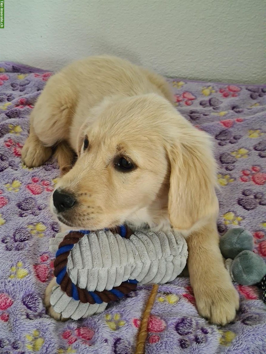 Golden Retriever Welpe (Hündin) vom Bauernhof