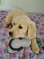 Golden Retriever Welpe (Hündin) vom Bauernhof