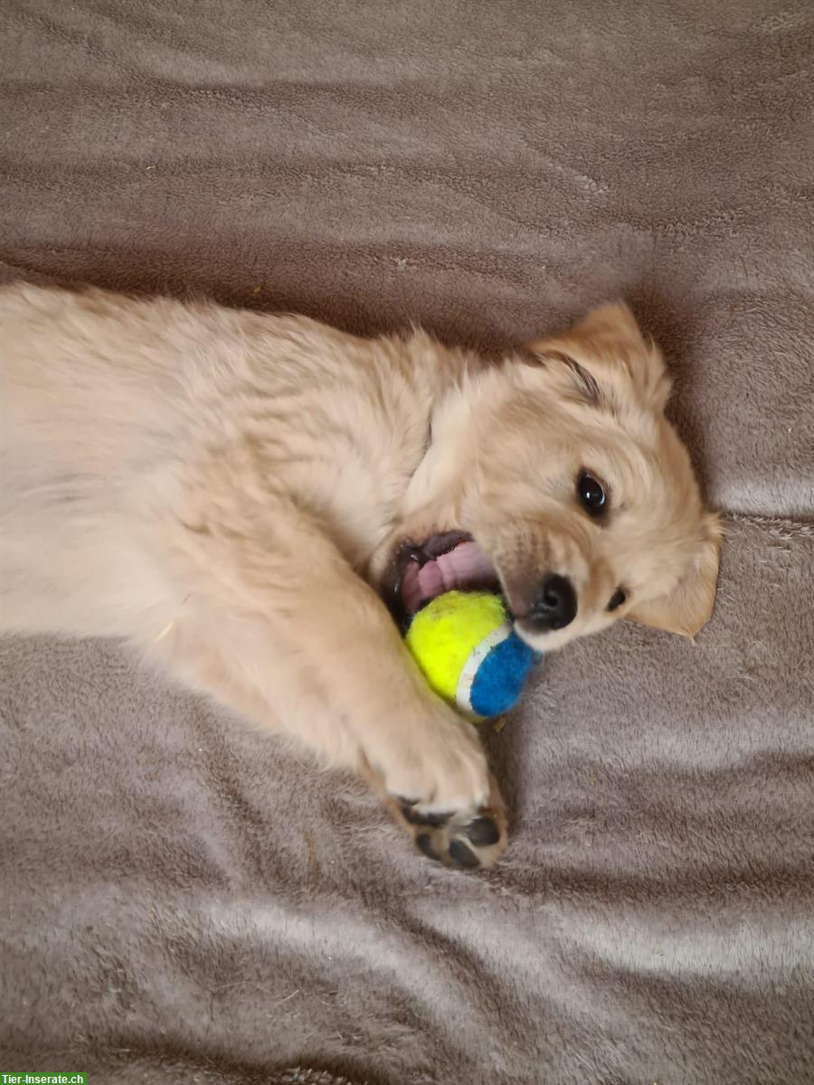 Bild 2: Golden Retriever Welpe (Hündin) vom Bauernhof
