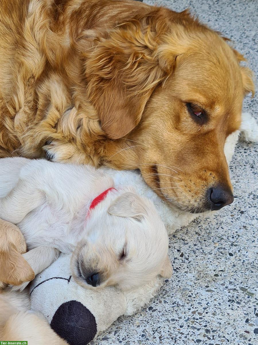Bild 3: Golden Retriever Welpe (Hündin) vom Bauernhof