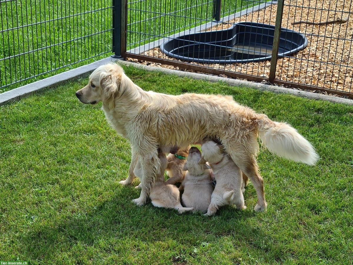 Bild 4: Golden Retriever Welpe (Hündin) vom Bauernhof