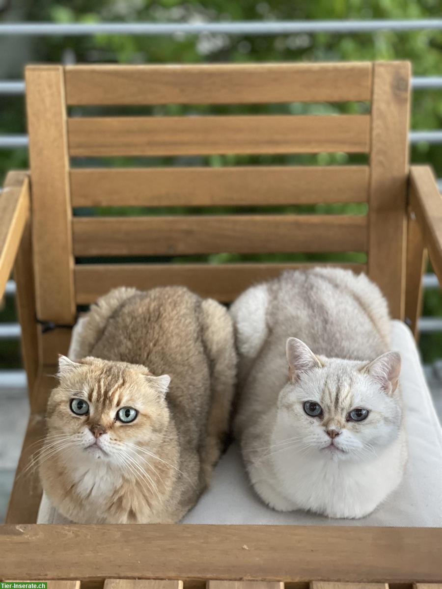 2 Wohnungskater abzugeben, BKH und Scottish Fold