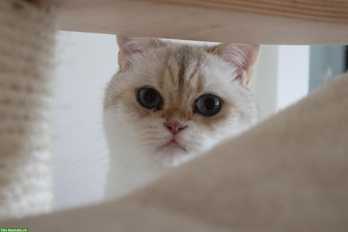 Bild 2: 2 Wohnungskater abzugeben, BKH und Scottish Fold