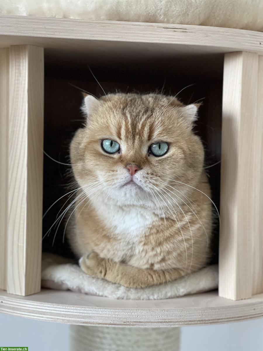 Bild 3: 2 Wohnungskater abzugeben, BKH und Scottish Fold