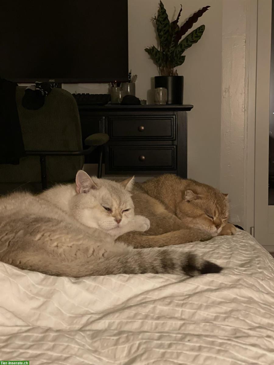 Bild 4: 2 Wohnungskater abzugeben, BKH und Scottish Fold