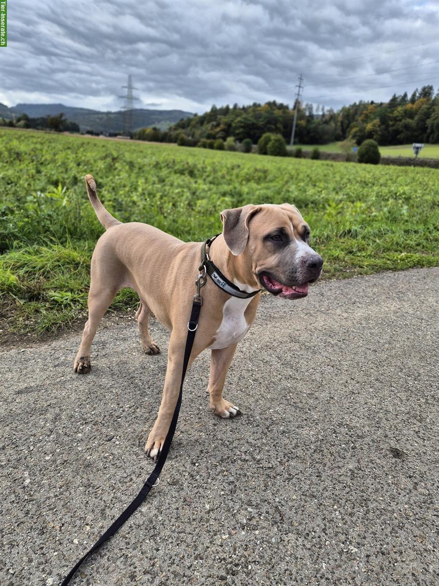 American Bully Rüde sucht liebes Zuhause 🏠