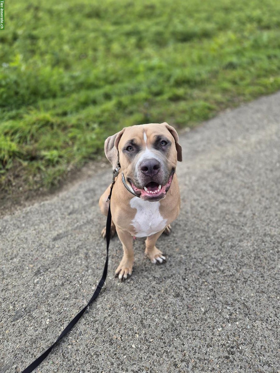 Bild 2: American Bully Rüde sucht liebes Zuhause 🏠