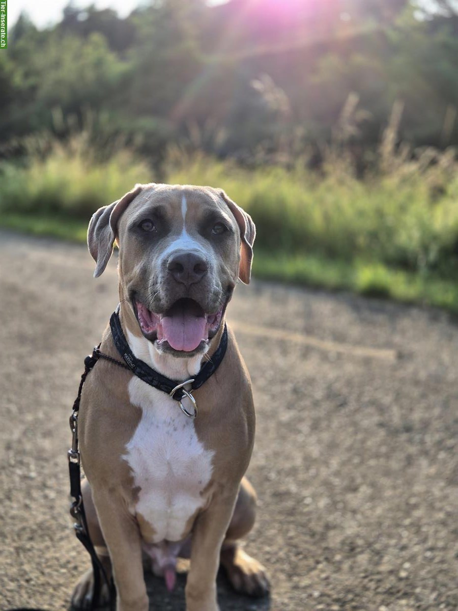 Bild 3: American Bully Rüde sucht liebes Zuhause 🏠