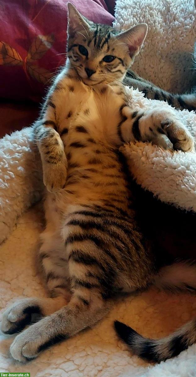 Ägyptische Mau Mix Kater