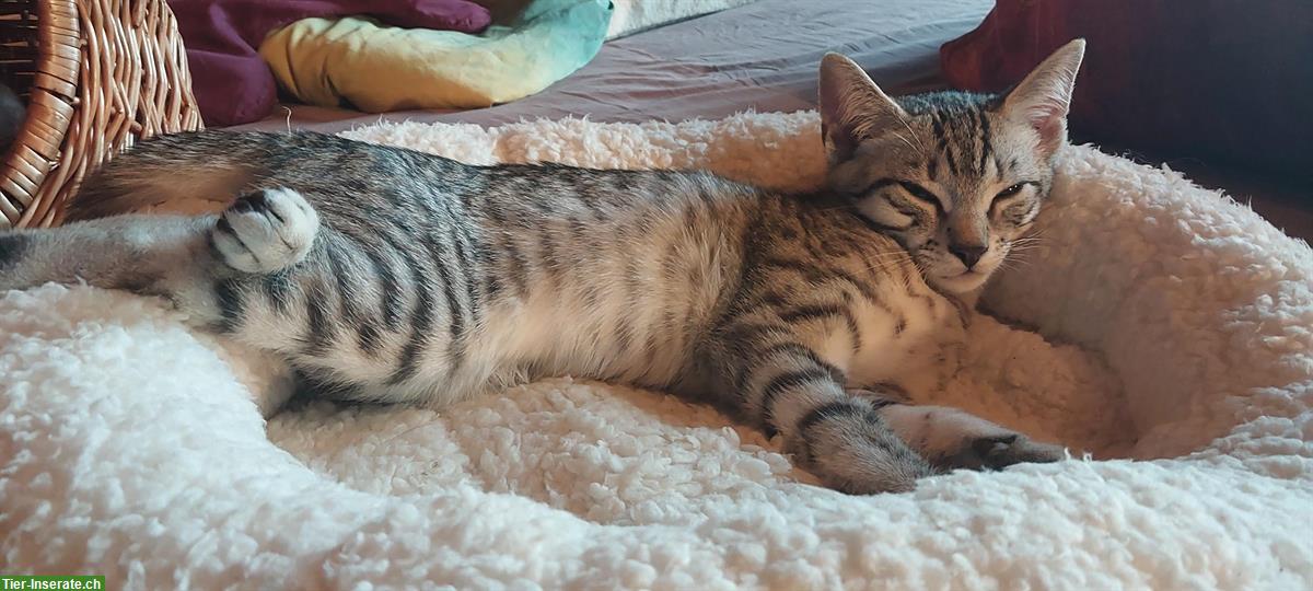 Bild 2: Ägyptische Mau Mix Kater