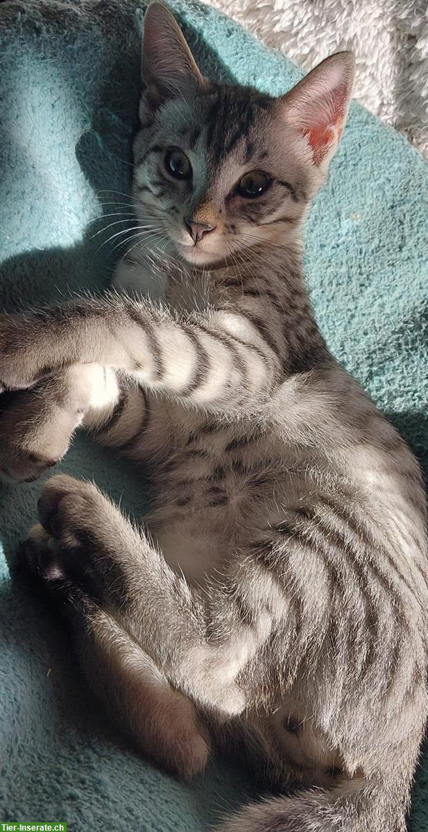 Bild 3: Ägyptische Mau Mix Kater