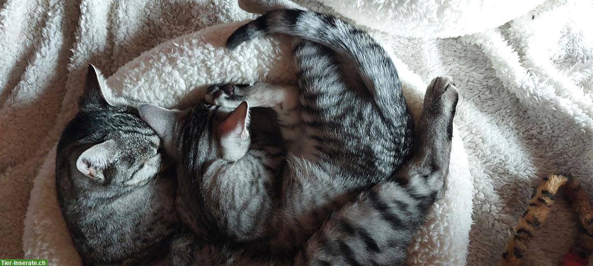 Bild 4: Ägyptische Mau Mix Kater