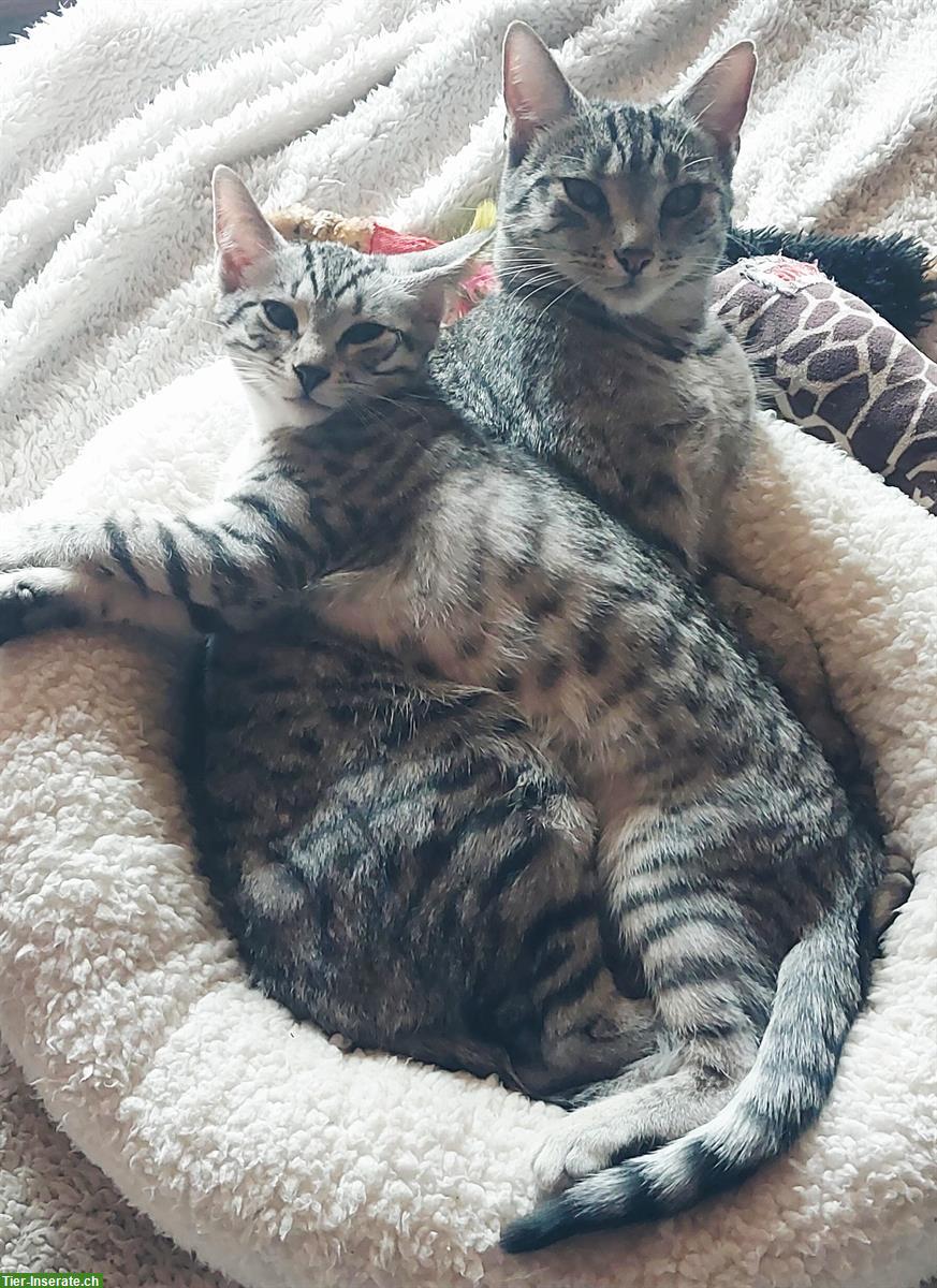 Bild 5: Ägyptische Mau Mix Kater