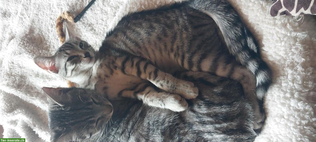 Bild 6: Ägyptische Mau Mix Kater