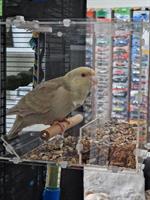 2 Ziegensittiche zu verkaufen, optional mit Voliere