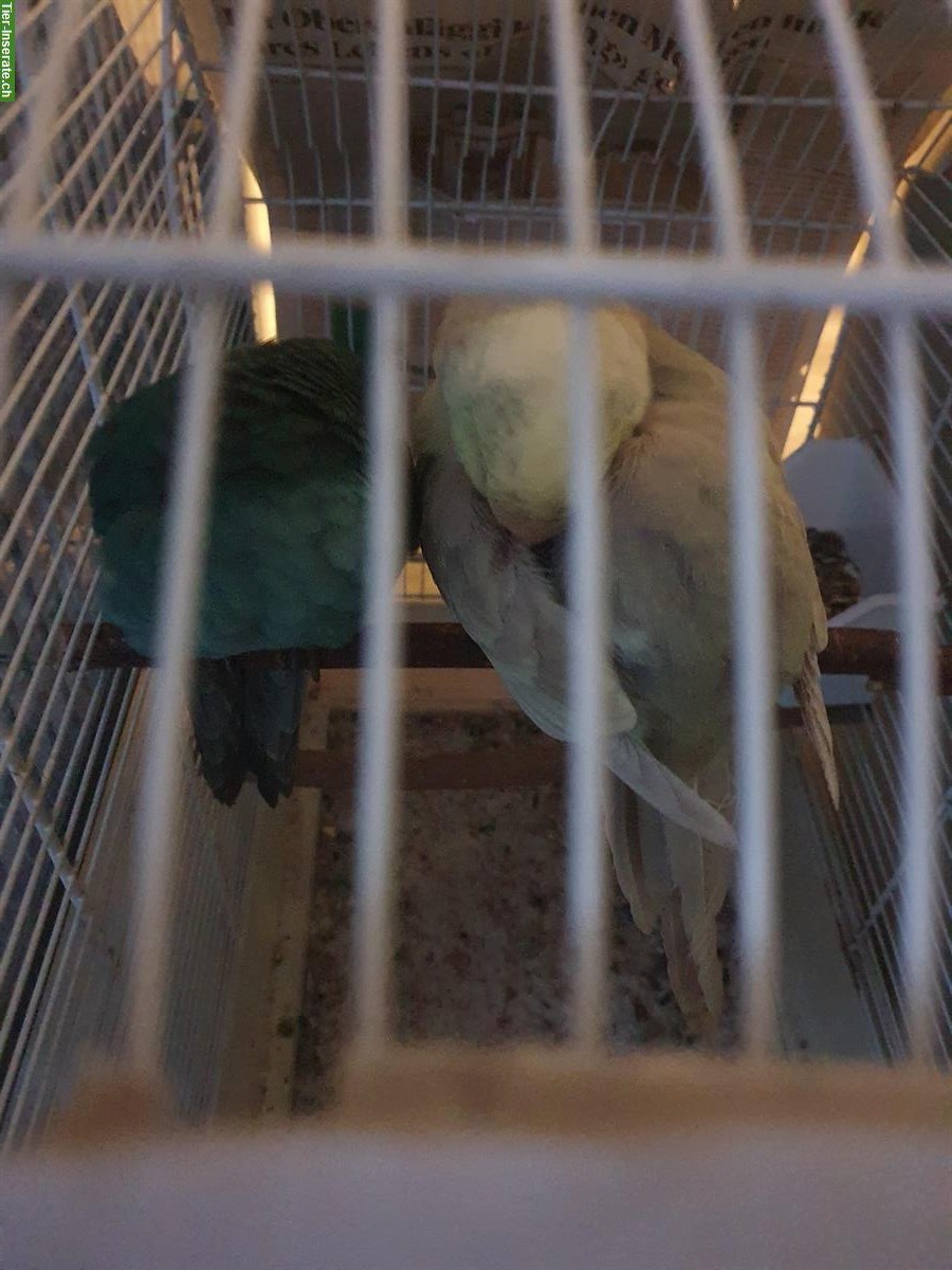 Bild 2: 2 Ziegensittiche zu verkaufen, optional mit Voliere