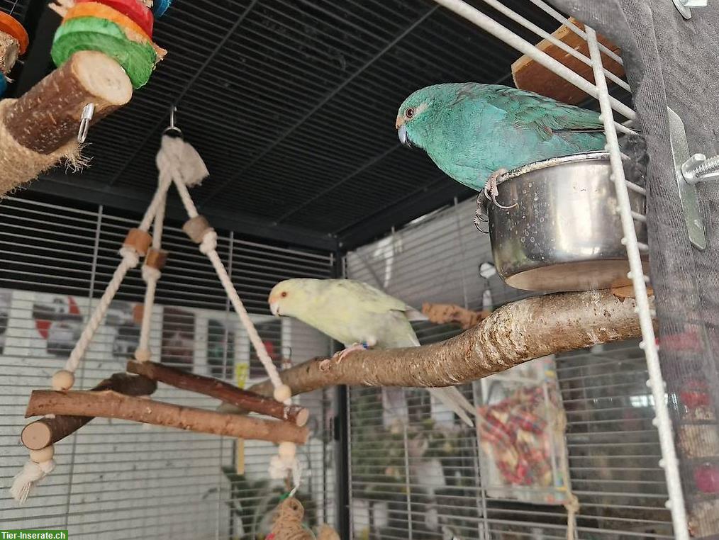 Bild 3: 2 Ziegensittiche zu verkaufen, optional mit Voliere