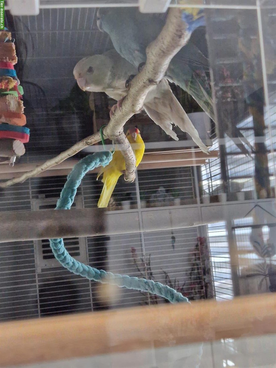 Bild 4: 2 Ziegensittiche zu verkaufen, optional mit Voliere