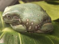 2 Korallenfinger-Laubfrösche zu verkaufen