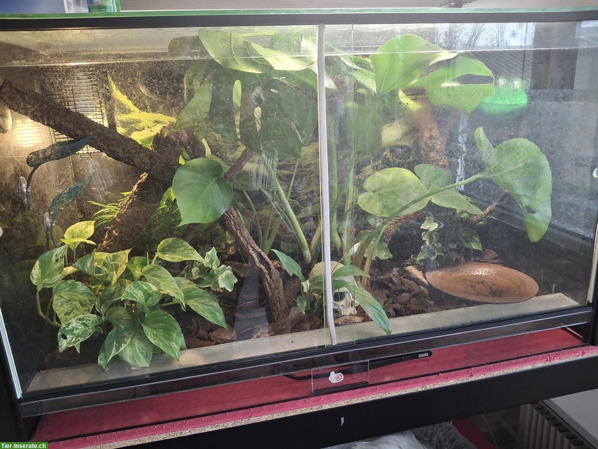 Bild 2: 2 Korallenfinger-Laubfrösche zu verkaufen