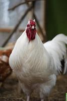 Weisser junger Hahn gratis abzugeben